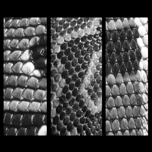 Cover Slow White Fall | Total EP