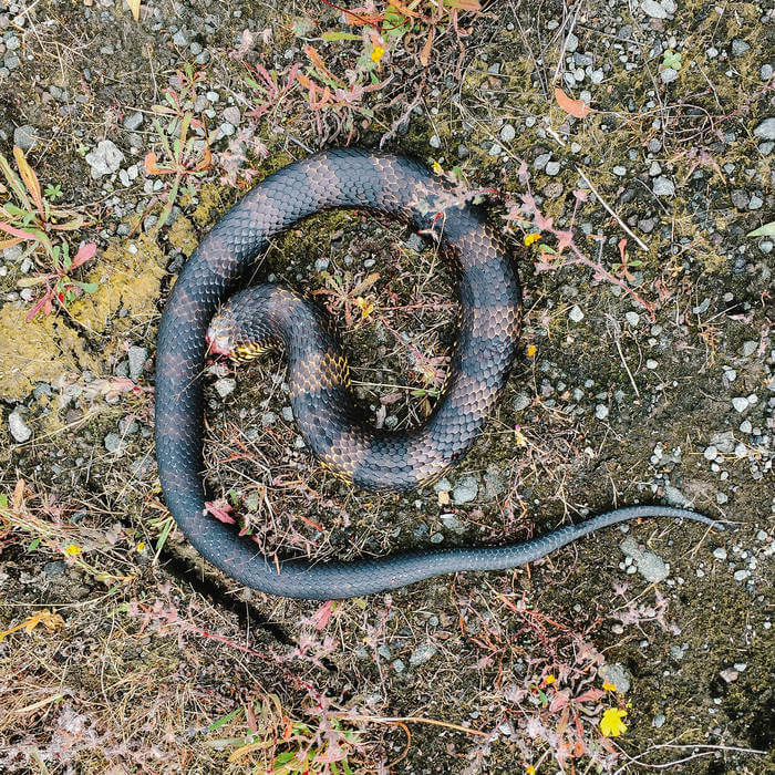 Cover Ex Ponto | In A Quarry…