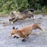 Devon Rexi meets John T. Gast | Breathstep