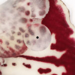 Fiona Zanetti | Red Light Therapy
