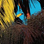 Joao Comazzi | Tucanaçai