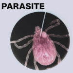 Unknown Artist | PARASITE01