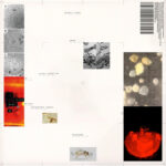 Polygonia, Simon Popp | Apiformes