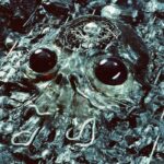 King Gizzard & The Lizard Wizard | Alien Metal
